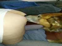 Dog oral sex with a smelly pussy